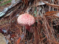 Boletellus deceptivus