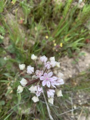 Allium haematochiton