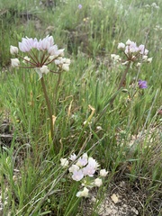 Allium haematochiton