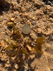 Dictyopteris polypodioides