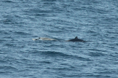 Mesoplodon layardii