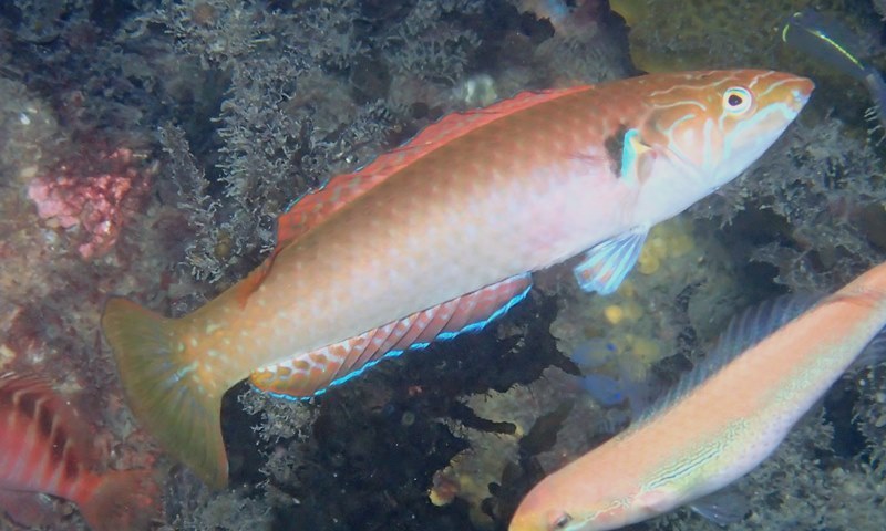 Elongate Wrasse