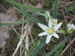 Ornithogalum fimbriatum