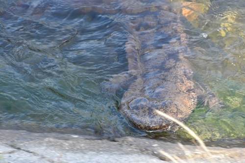 Japanese Giant Salamander, photo 8 of 10