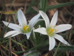 Ornithogalum fimbriatum