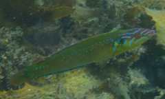 Pseudojuloides elongatus