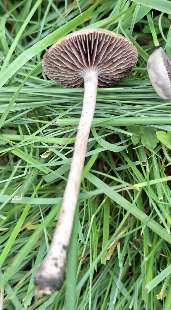 Protostropharia semiglobata · May 2026 · photo: © martinho_cabana (iNaturalist, cc-by)