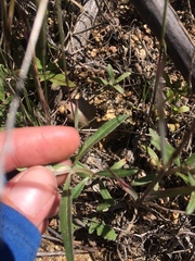 Camissoniopsis pallida