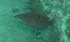 Pseudolabrus luculentus