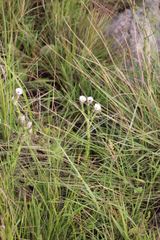 Helichrysum monticola
