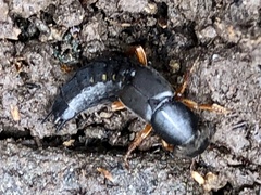 Dinothenarus badipes