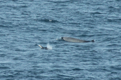Mesoplodon layardii