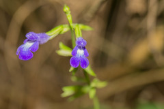 Salvia caudata