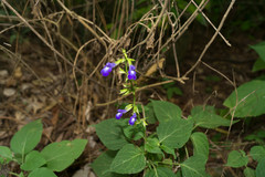 Salvia caudata