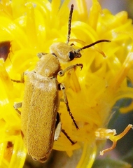 Epicauta ferruginea