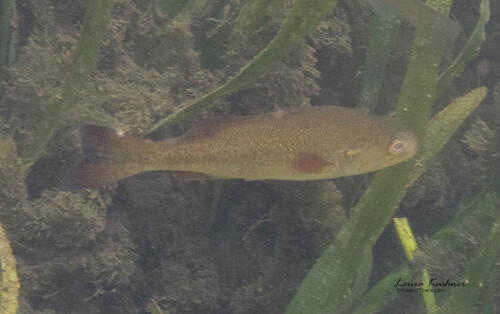 Micropterus salmoides
