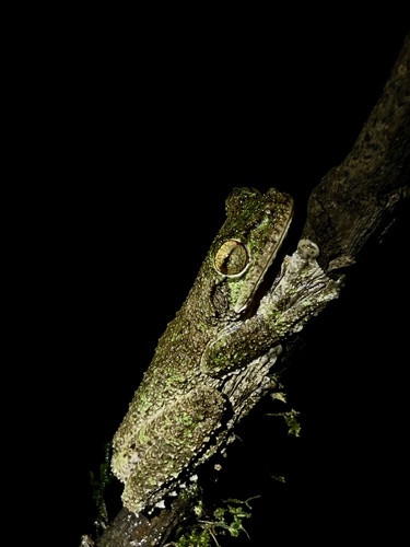 Shaman Fringe-limbed Tree Frog, Ecnomiohyla sukia
