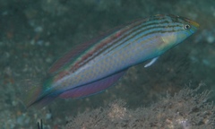 Suezichthys arquatus