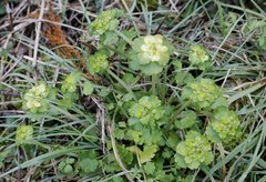 Chrysosplenium japonicum