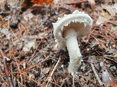 Amanita farinacea