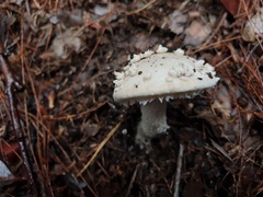 Amanita farinacea