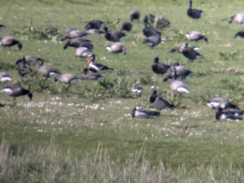 Red-breasted Goose