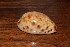 Lyncina lynx