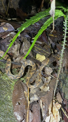 Rhombic Cat-eyed Snake