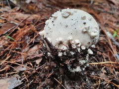 Amanita farinacea