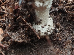 Amanita farinacea