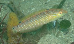 Suezichthys arquatus