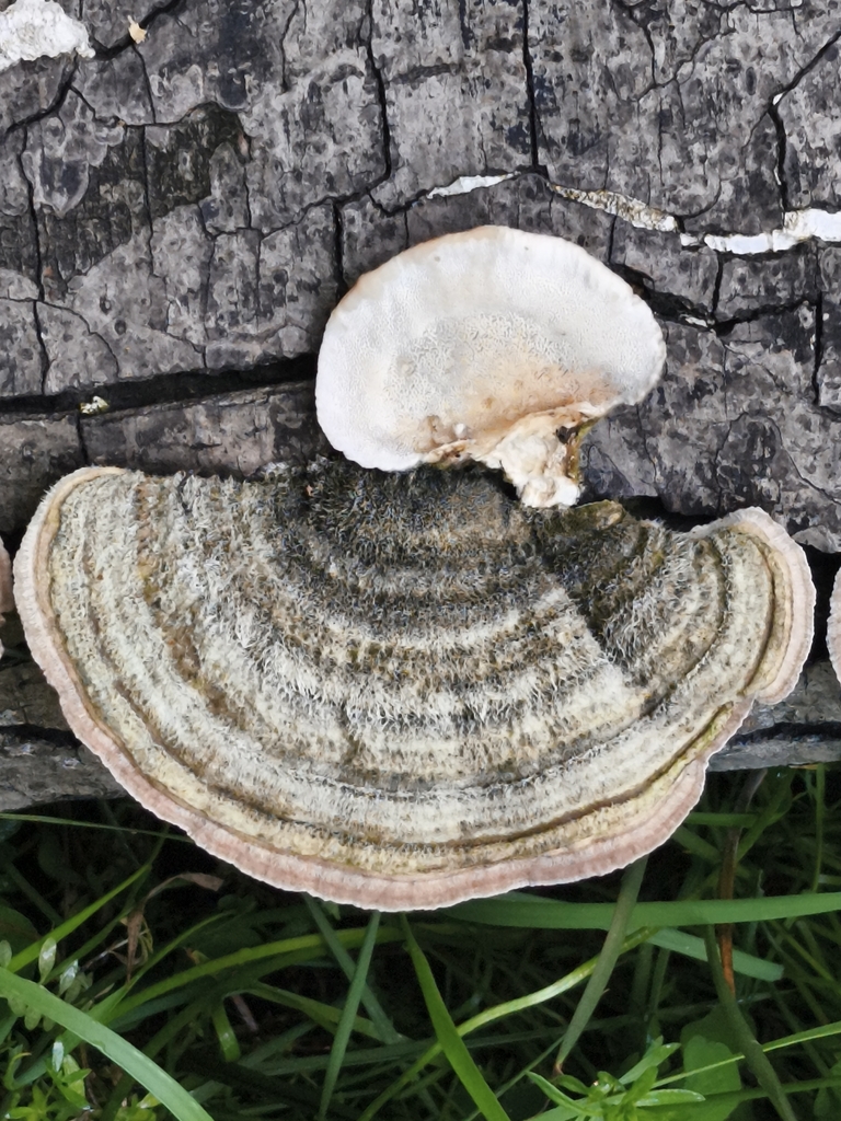Trametes hirsuta · May 2026 · photo: © jose_castro (iNaturalist, CC)