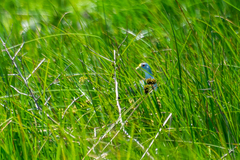 Porphyrio flavirostris
