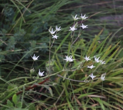 Alepidea