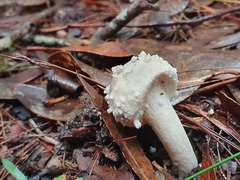 Amanita farinacea
