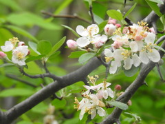 Malus ioensis texana