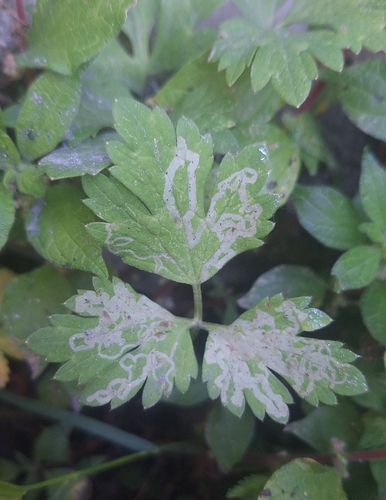 Phytomyza ranunculivora