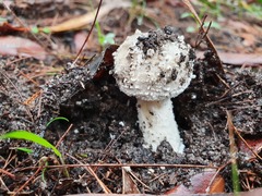 Amanita farinacea
