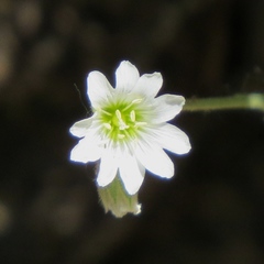 Cerastium arvense strictum