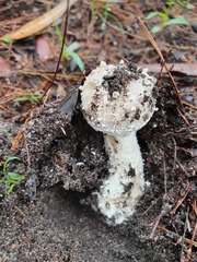 Amanita farinacea