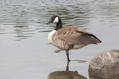 Branta canadensis
