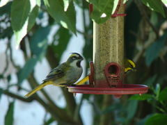 Gubernatrix cristata