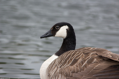Branta canadensis