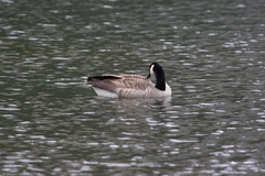 Branta canadensis