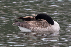 Branta canadensis