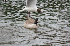 Branta canadensis