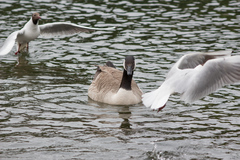 Branta canadensis