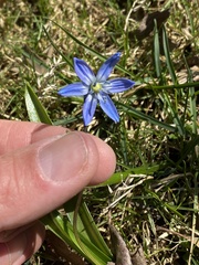 Scilla siberica