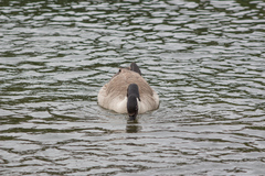 Branta canadensis