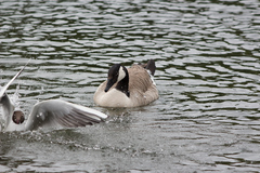 Branta canadensis